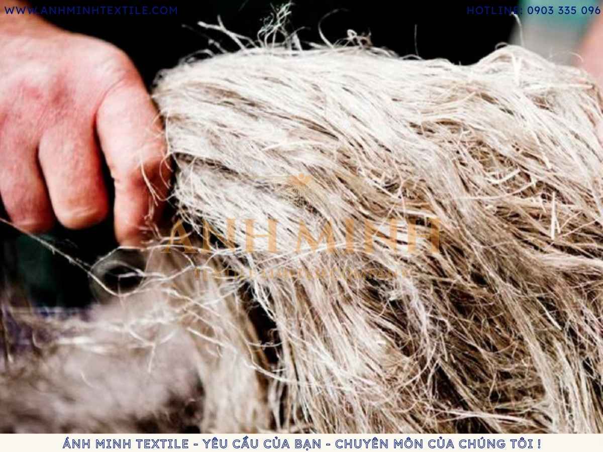 Sợi cây lanh được sử dụng để làm vải Linen