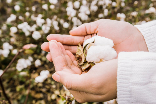 Organic Cotton: Cho Làn Da Khỏe Mạnh, Cho Hành Tinh Xanh